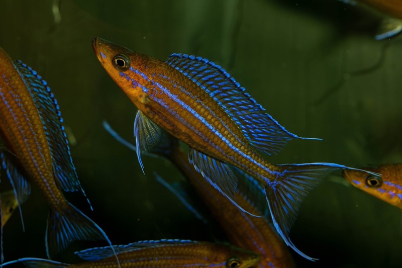 Paracyprichromis nigripinnis 'Kantalamba'